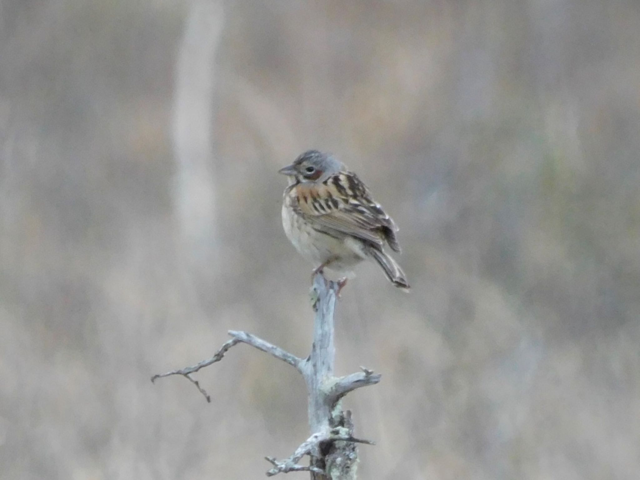 Chestnut-eared Bunting