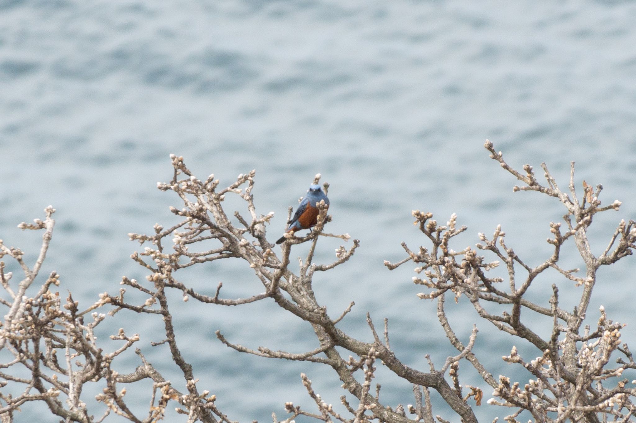 Photo of Blue Rock Thrush at 室蘭市 by マルCU