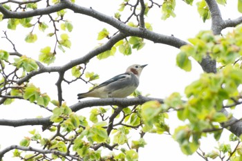 Chestnut-cheeked Starling 室蘭市 Wed, 5/3/2023