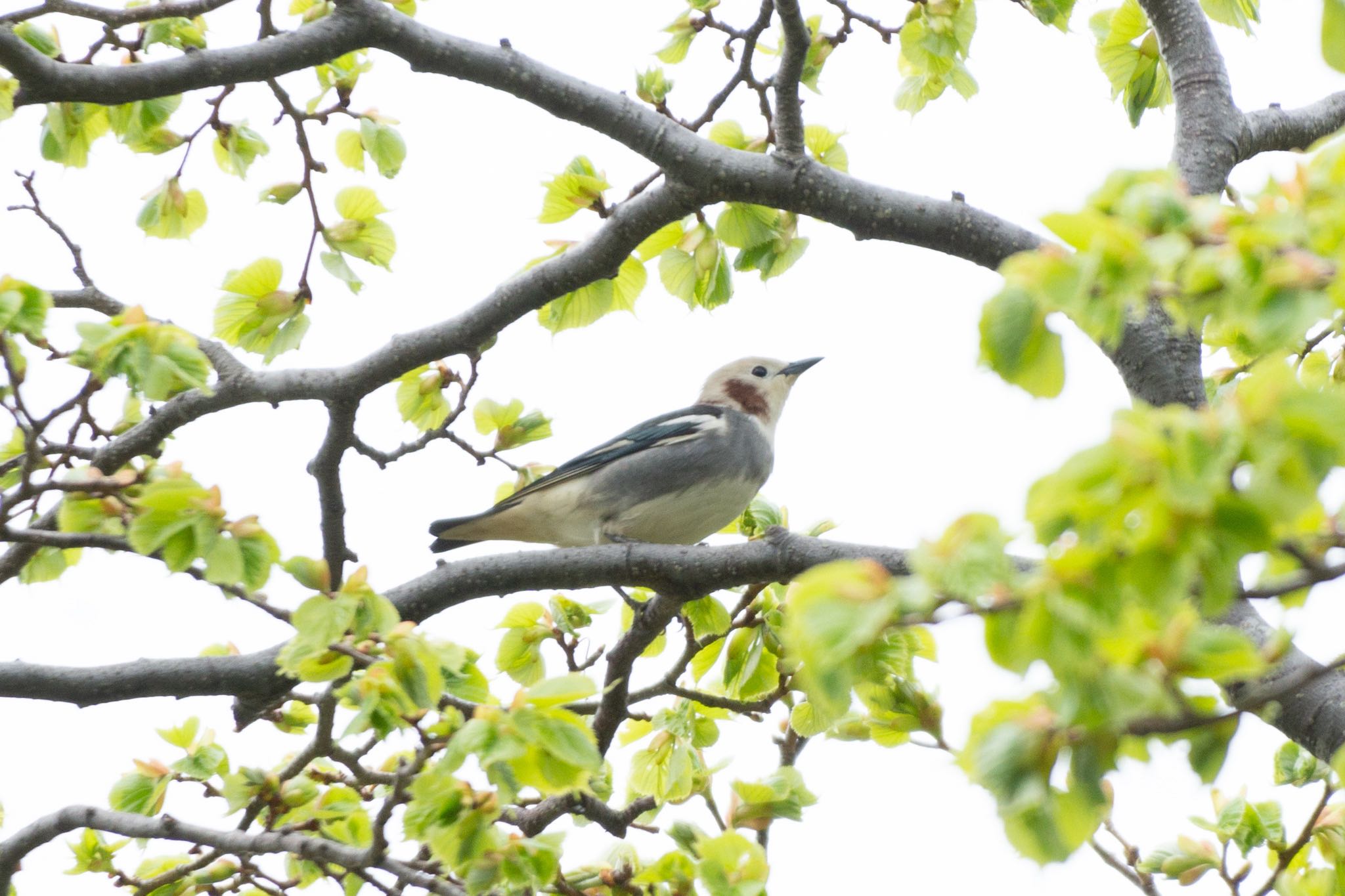 Photo of Chestnut-cheeked Starling at 室蘭市 by マルCU