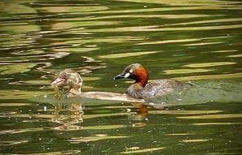 Fri, 5/12/2023 Birding report at 鶴ヶ島市運動公園