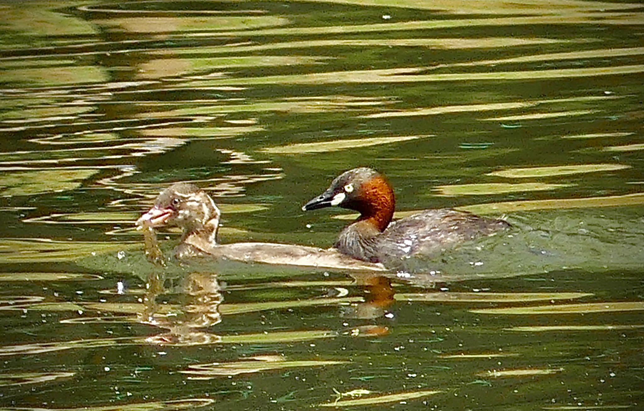 Little Grebe