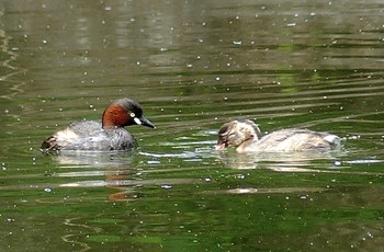 カイツブリ 鶴ヶ島市運動公園 2023年5月12日(金)