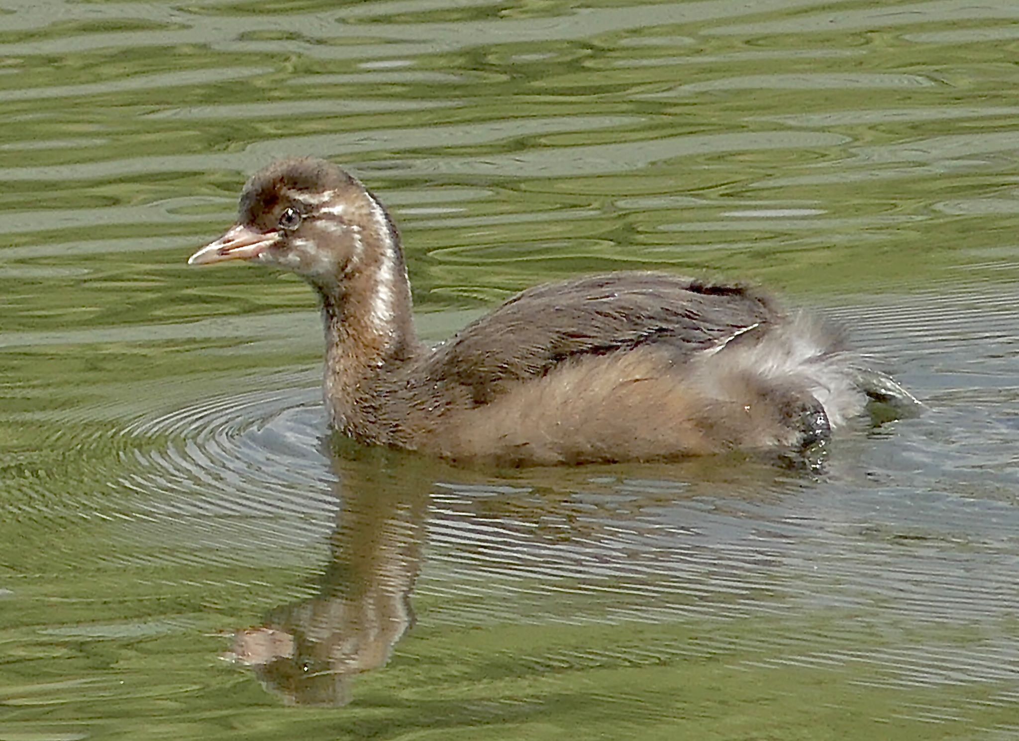 1/3  幼鳥1羽。成鳥2羽と同じ池に