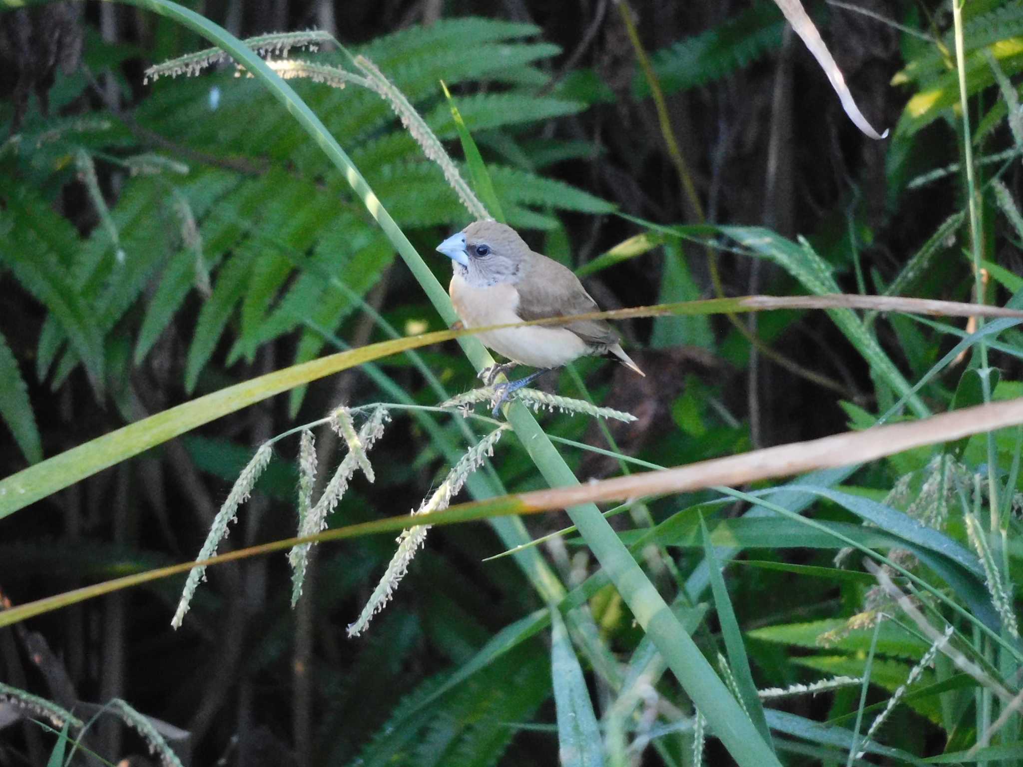 Chestnut-breasted Mannikin