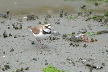 Little Ringed Plover Tokyo Port Wild Bird Park Sun, 5/14/2023