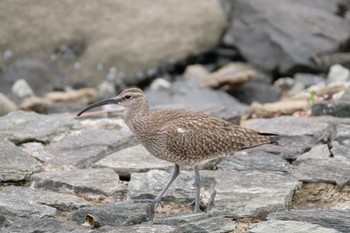 Eurasian Whimbrel Tokyo Port Wild Bird Park Sun, 5/14/2023