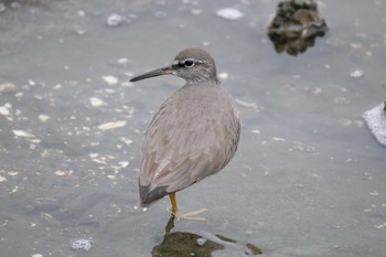 Grey-tailed Tattler Tokyo Port Wild Bird Park Sun, 5/14/2023