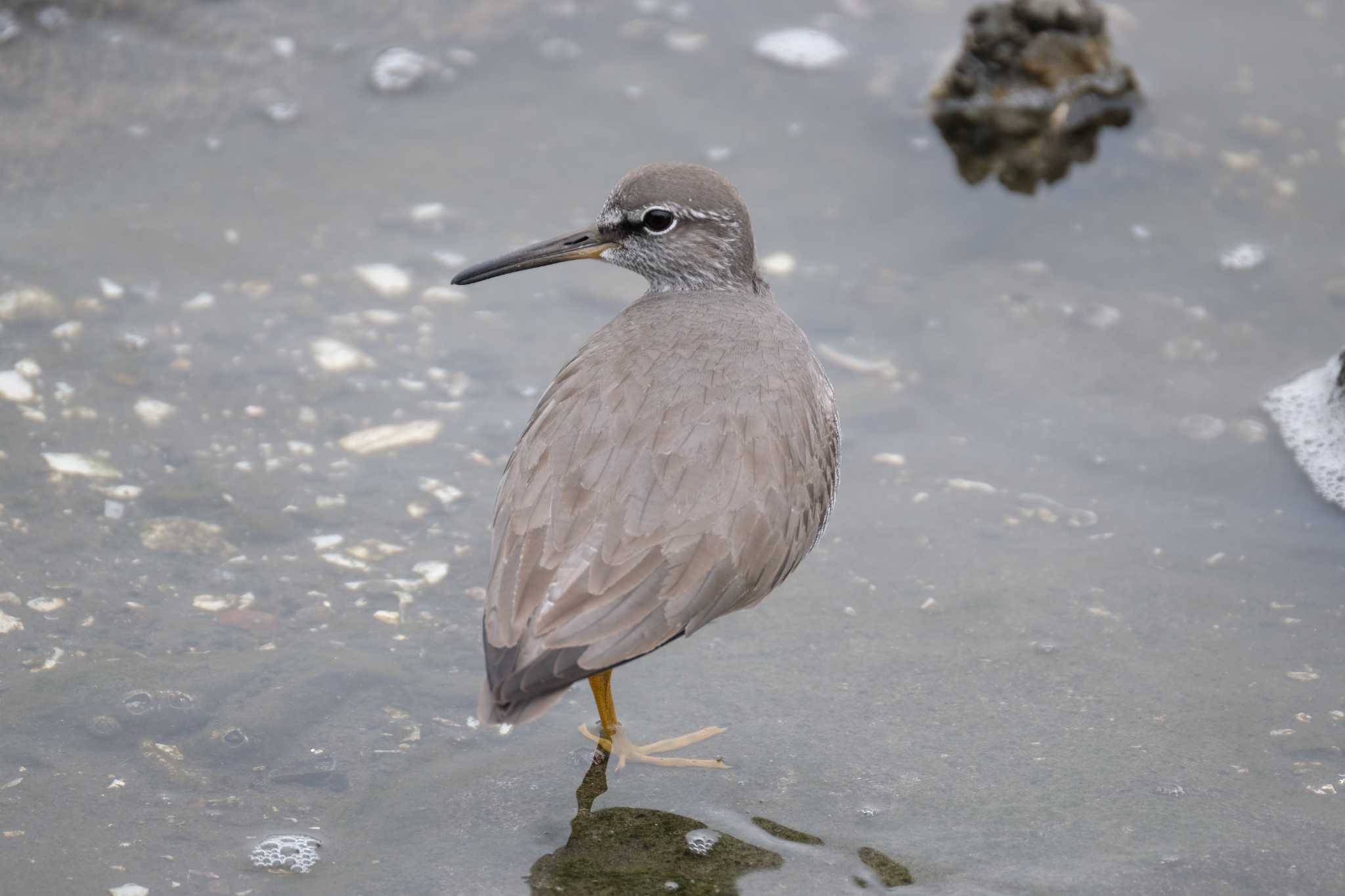 Grey-tailed Tattler