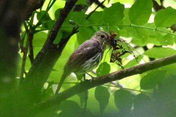 2023年5月14日(日) 早戸川林道の野鳥観察記録