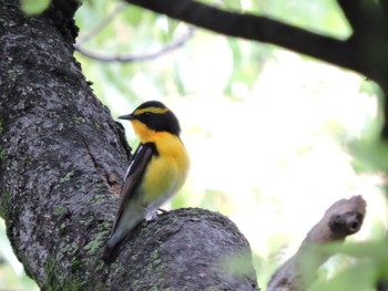 2023年5月14日(日) 大阪城公園の野鳥観察記録