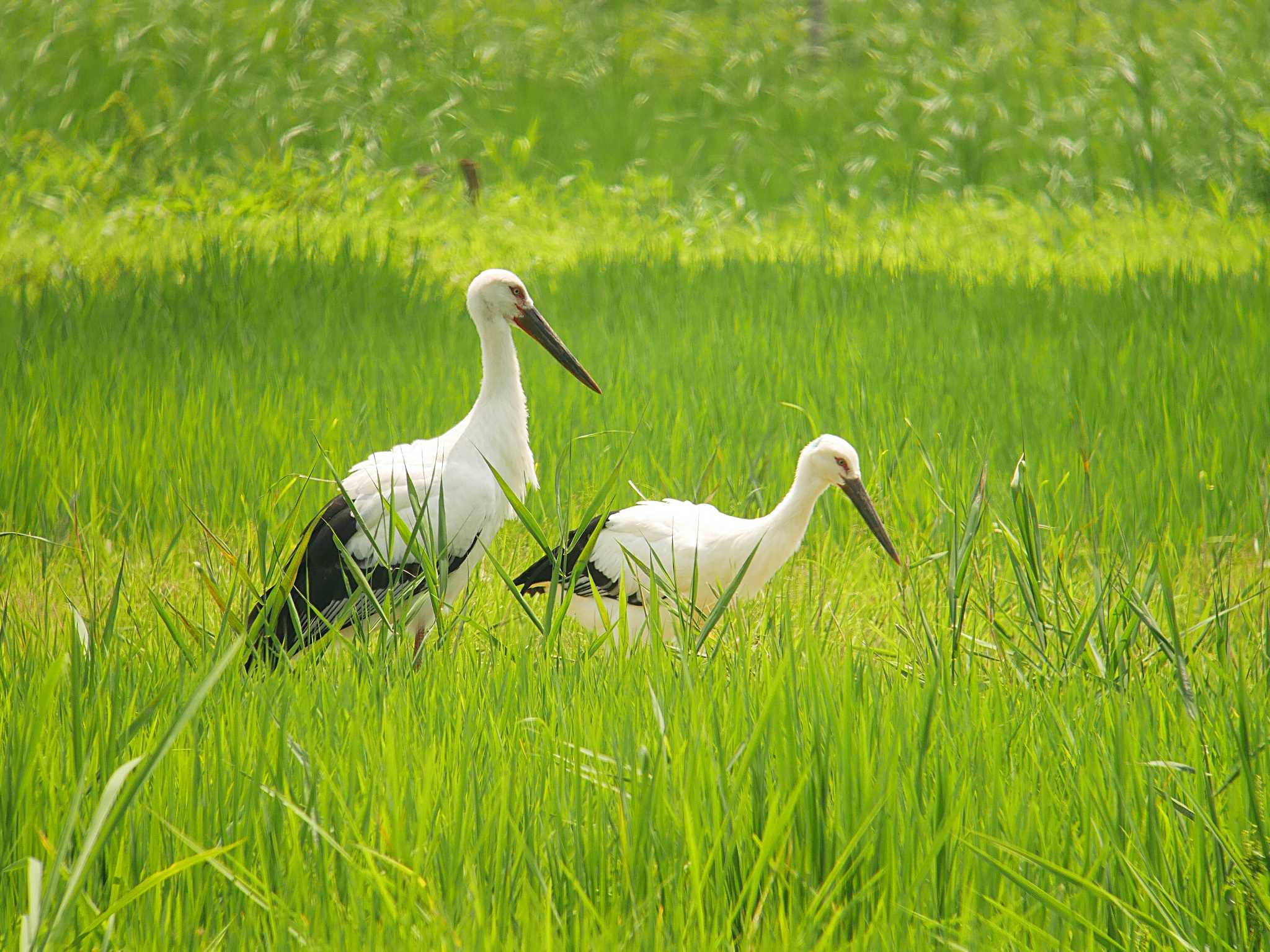 野田市 コウノトリの写真 by のりさん