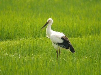 コウノトリ 野田市 2018年6月26日(火)