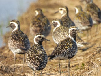 Pacific Golden Plover 新潟市西区 Tue, 5/9/2023