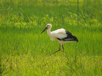 コウノトリ 野田市 2018年6月26日(火)