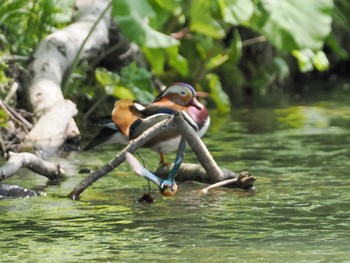 2023年5月14日(日) 福井緑地(札幌市西区)の野鳥観察記録