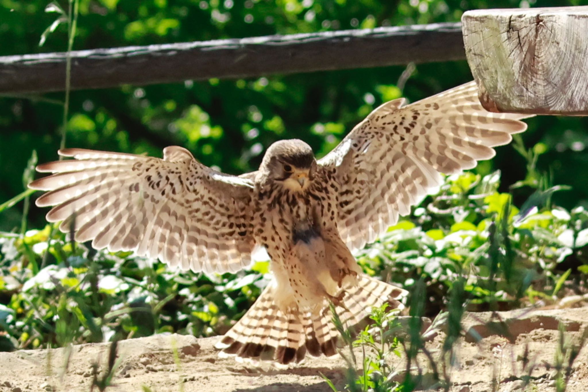 東京 チョウゲンボウの写真 by Kun