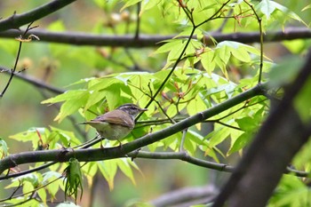 Sakhalin Leaf Warbler 西沢渓谷 Sat, 5/6/2023