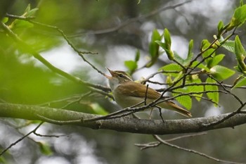 Sakhalin Leaf Warbler 西沢渓谷 Sat, 5/6/2023