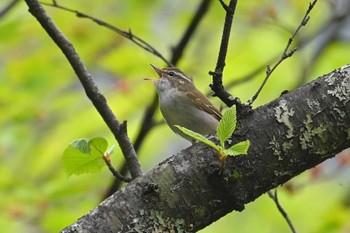 Sakhalin Leaf Warbler 西沢渓谷 Sat, 5/6/2023