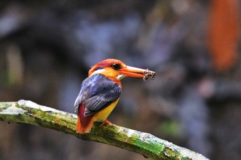 Black-backed Dwarf Kingfisher Kaeng Krachan National Park Mon, 6/11/2018