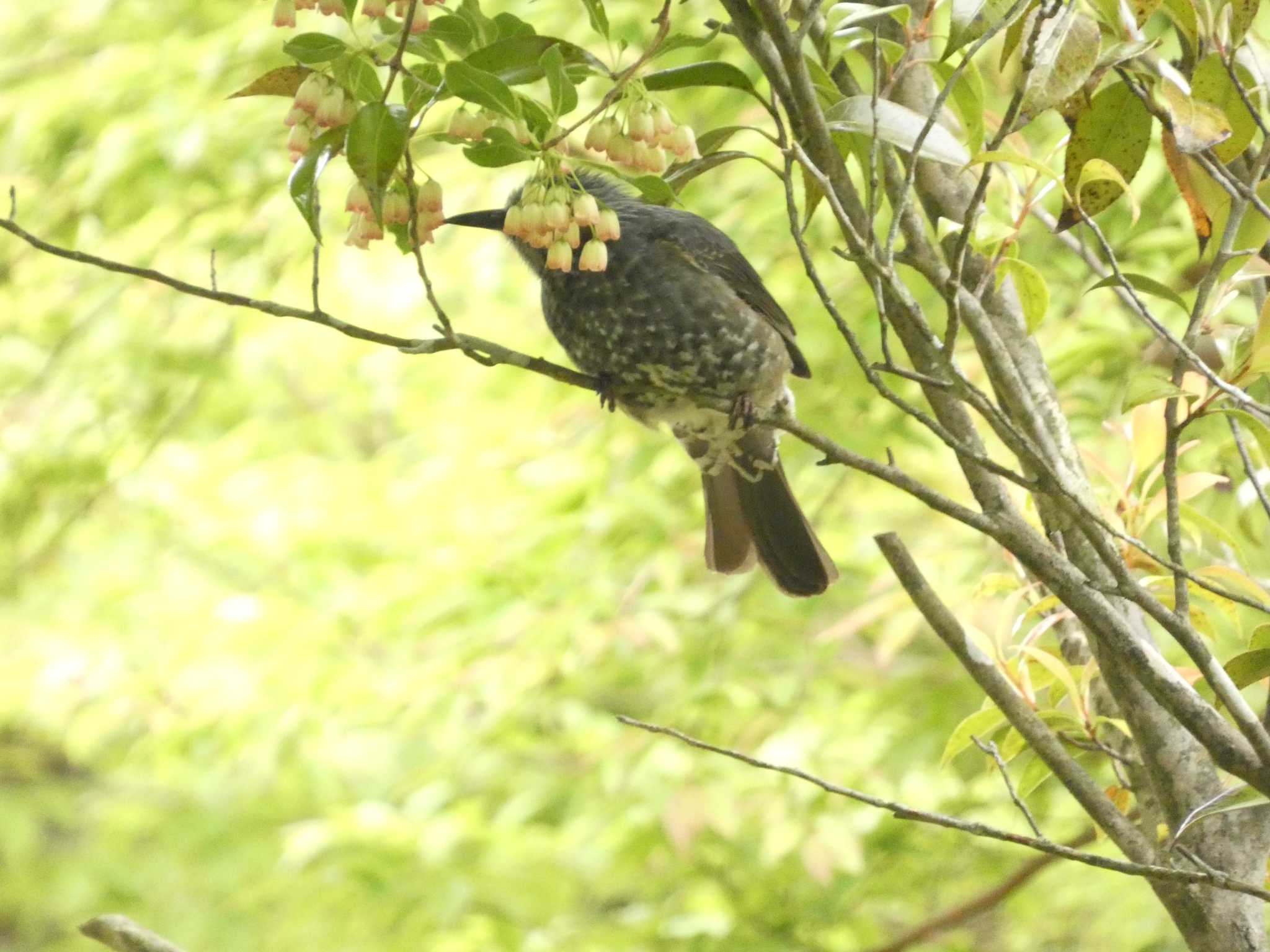 箱根野鳥の森 ヒヨドリの写真 by koshi