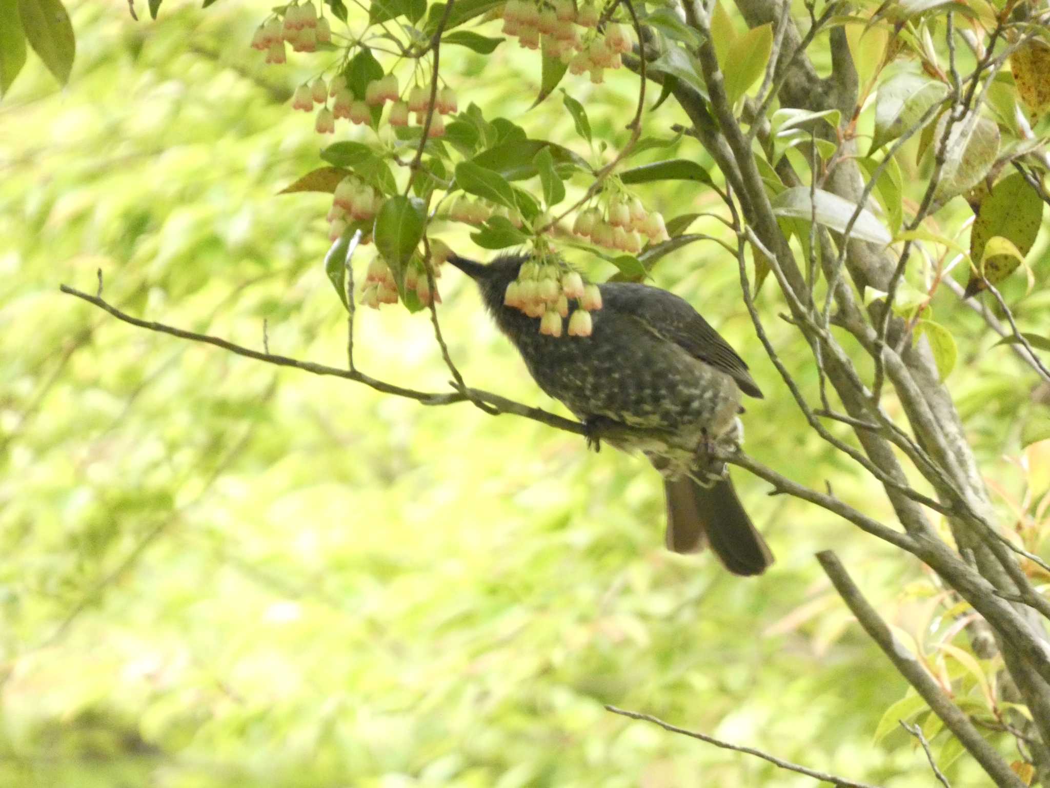 Photo of Brown-eared Bulbul at 箱根野鳥の森 by koshi