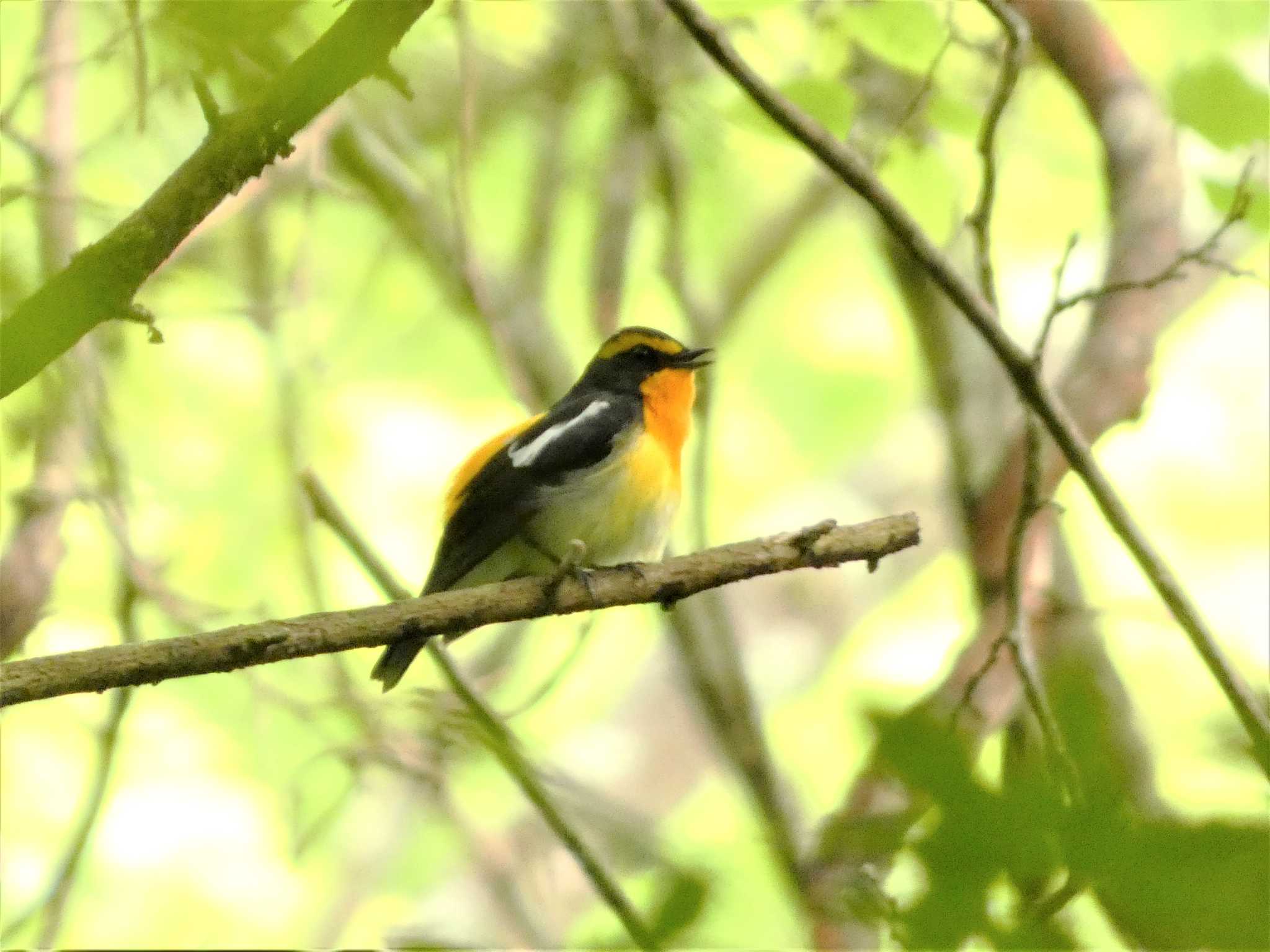 Narcissus Flycatcher