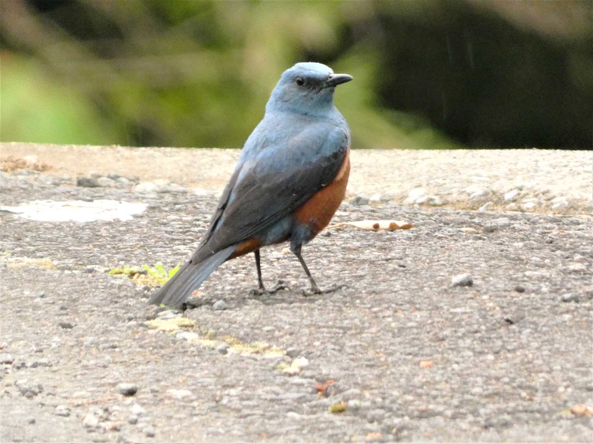 裾野 イソヒヨドリの写真 by koshi