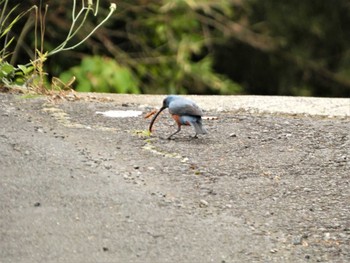 Sat, 5/13/2023 Birding report at 裾野