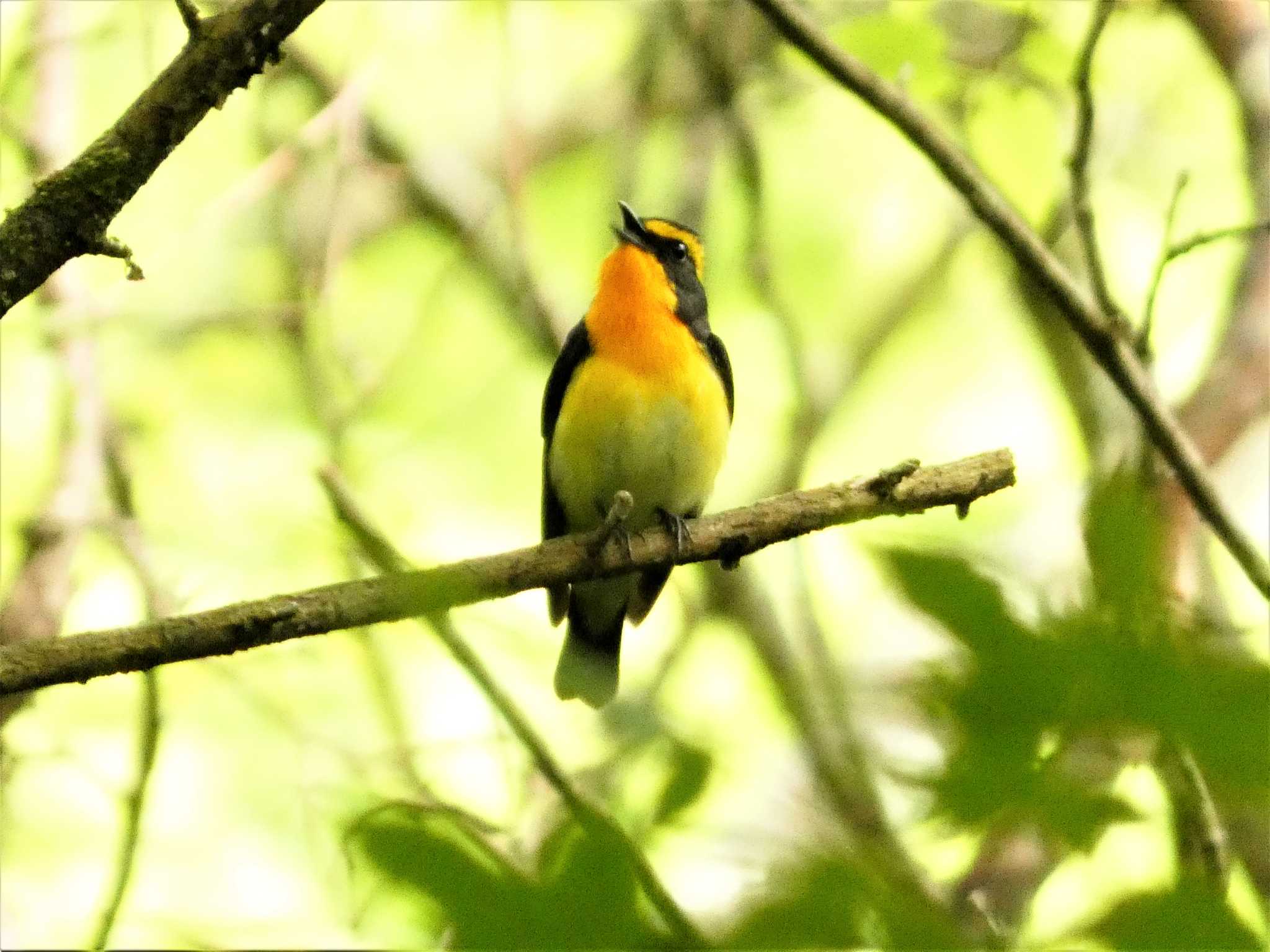 箱根野鳥の森 キビタキの写真 by koshi