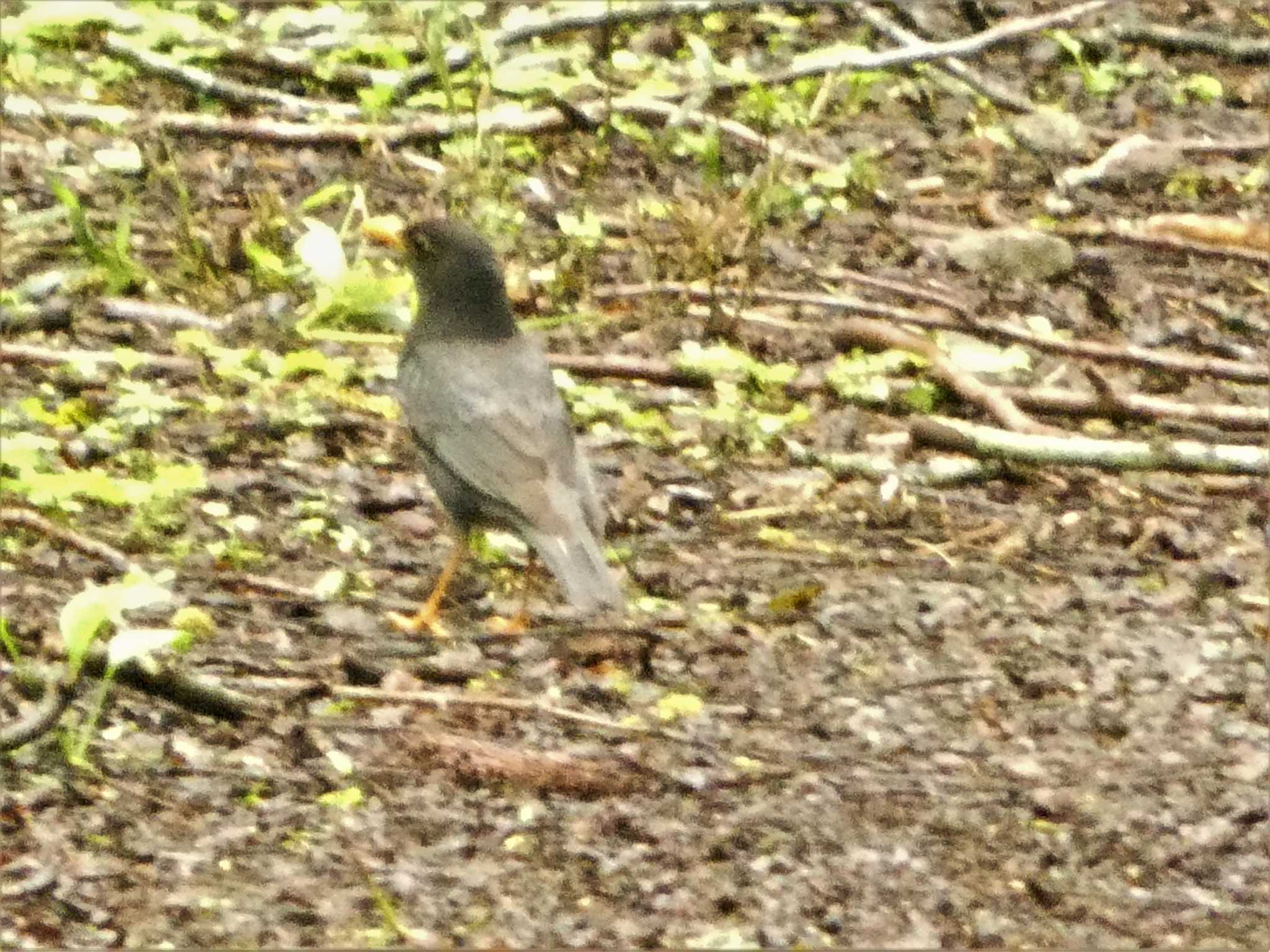 Japanese Thrush