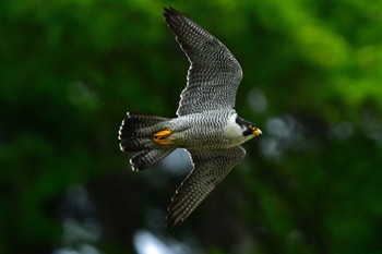 ハヤブサ 青葉山公園 2023年5月14日(日)