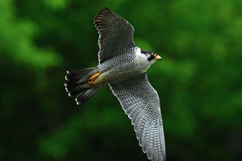 ハヤブサ 青葉山公園 2023年5月14日(日)