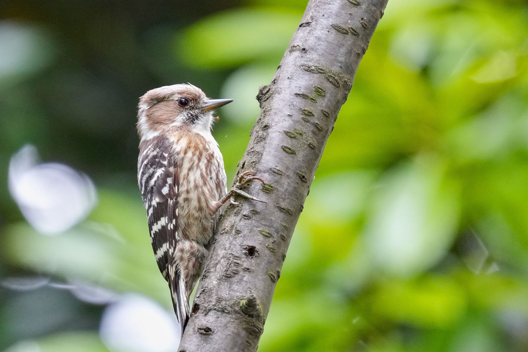 Japanese Pygmy Woodpecker