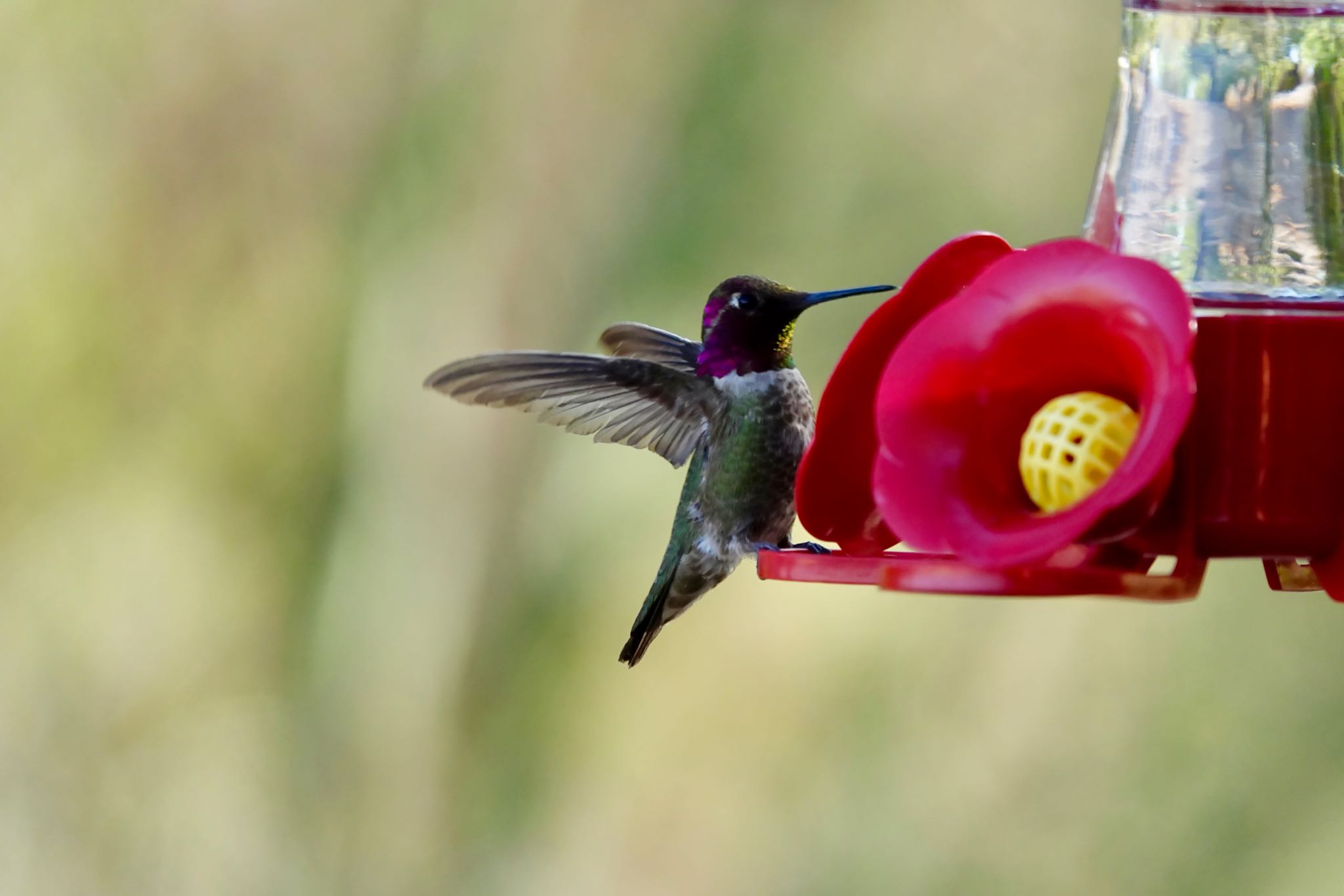 Henderson Bird Viewing Preserve ノドグロハチドリの写真 by speedgame