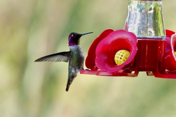 Black-chinned Hummingbird Henderson Bird Viewing Preserve Mon, 5/8/2023