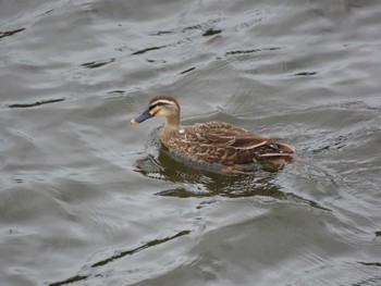 2023年5月14日(日) 花見川の野鳥観察記録