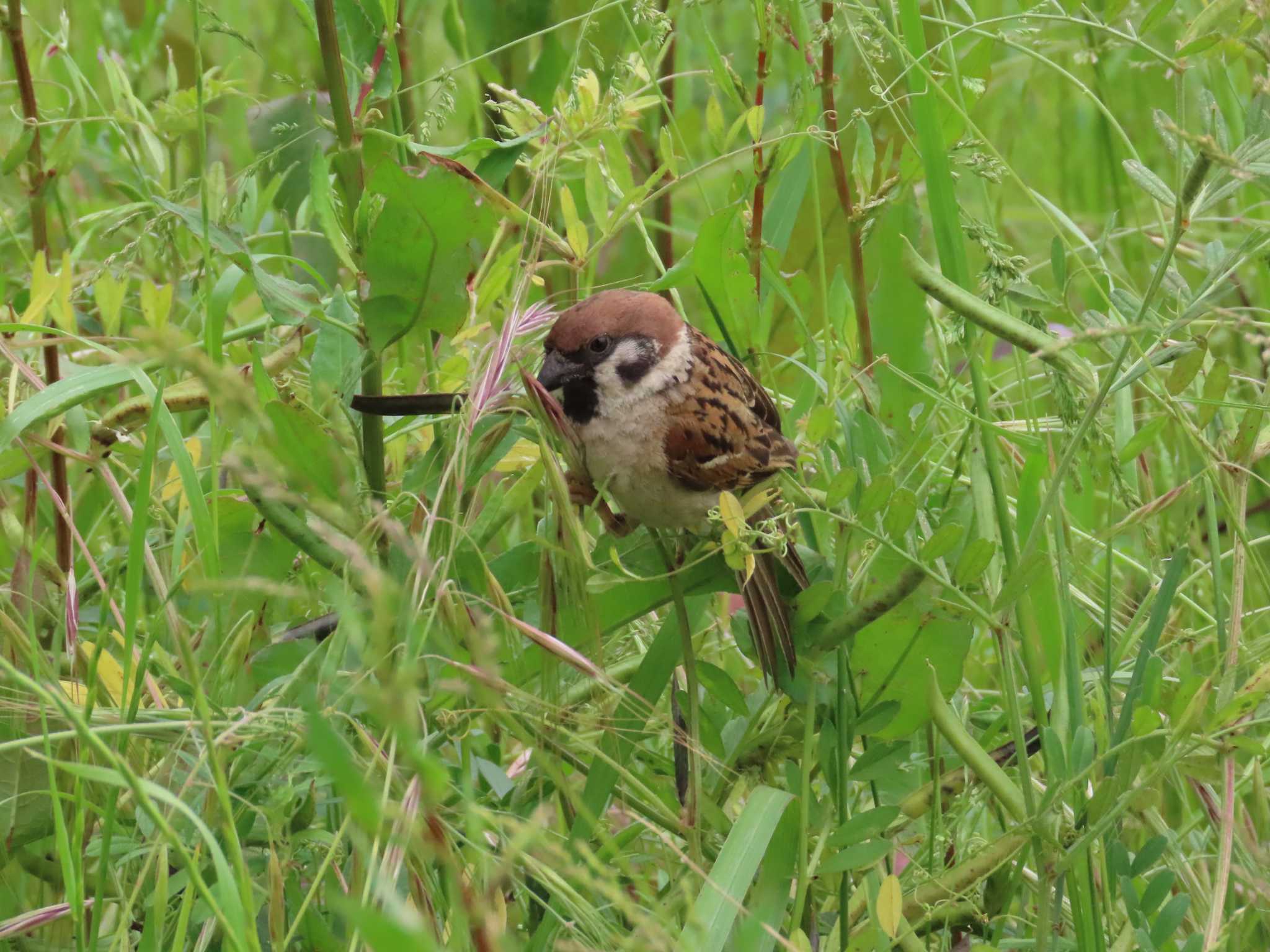 Eurasian Tree Sparrow