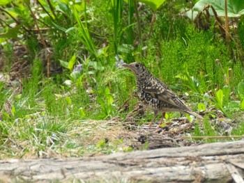 White's Thrush 奥入瀬渓流 Fri, 5/12/2023