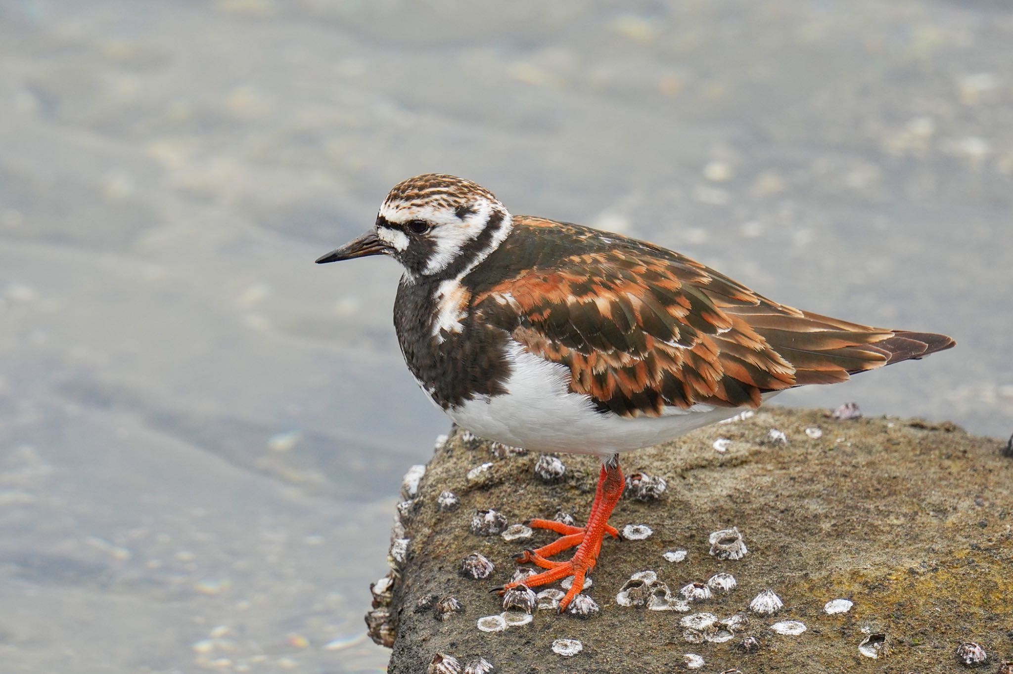 Ruddy Turnstone