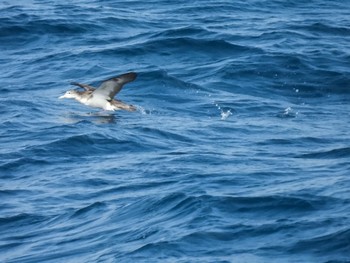 Streaked Shearwater 粟島航路 Fri, 5/5/2023