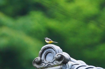 Grey Wagtail 陣馬山 Sun, 6/24/2018