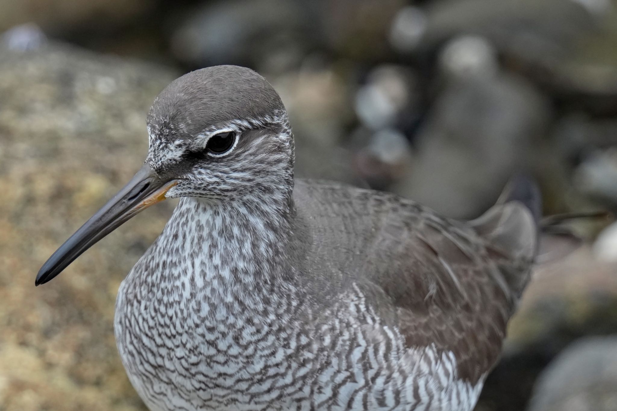 Photo of Grey-tailed Tattler at Tokyo Port Wild Bird Park by アポちん