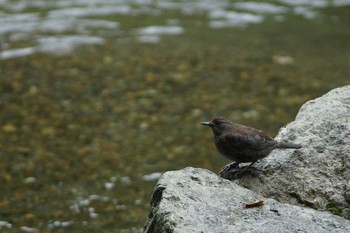 カワガラス 陣馬山 2018年6月24日(日)