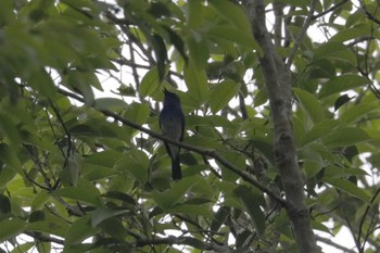 Hainan Blue Flycatcher Cuc Phuong National Park Tue, 5/2/2023