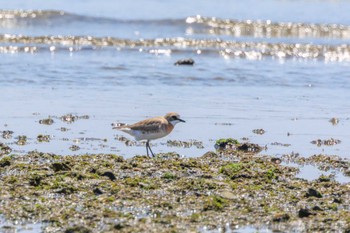 Siberian Sand Plover 加古川河口 Thu, 4/27/2023