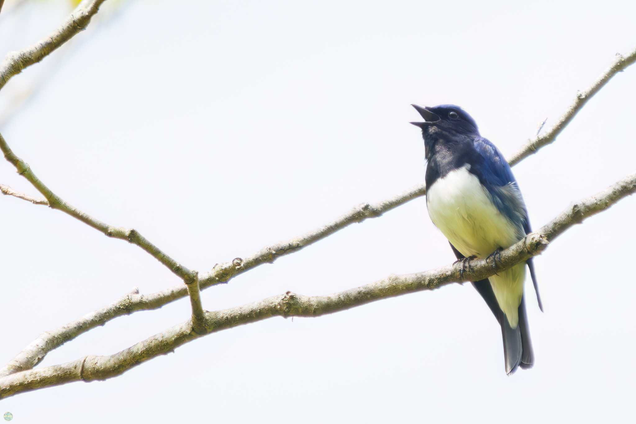 Photo of Blue-and-white Flycatcher at Hayatogawa Forest Road by d3_plus