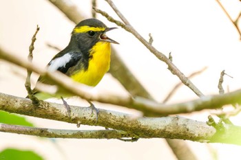 Narcissus Flycatcher Hayatogawa Forest Road Thu, 5/5/2022