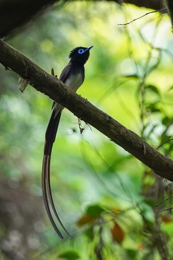 サンコウチョウ 場所が不明 2023年5月12日(金)